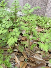 Chaerophyllum tainturieri