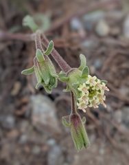 Chaenactis douglasii