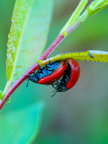 Poplar Leaf Beetle photo 4