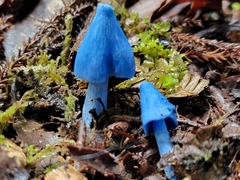 Entoloma hochstetteri