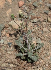 Chaenactis douglasii