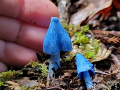 Entoloma hochstetteri