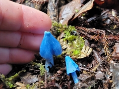 Entoloma hochstetteri