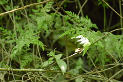 Asplenium gracillimum