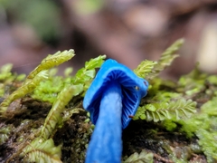 Entoloma hochstetteri