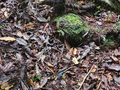 Entoloma hochstetteri