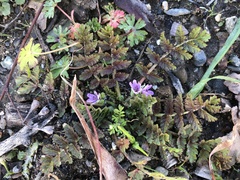 Erodium