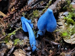 Entoloma hochstetteri