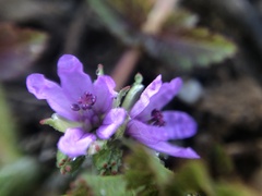 Erodium