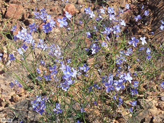 Heliophila macowaniana
