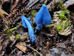 Entoloma hochstetteri