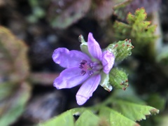 Erodium