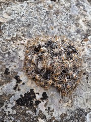 Gypsophila tenuifolia