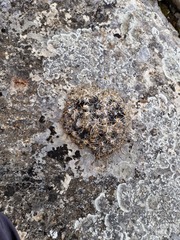 Gypsophila tenuifolia