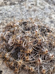 Gypsophila tenuifolia