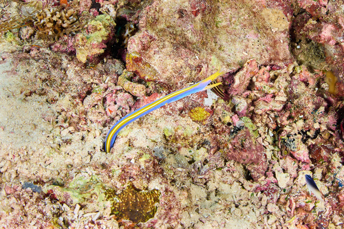 Ribbon Eel — seen at this dive site
