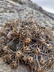 Gypsophila tenuifolia
