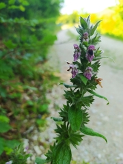 Stachys alpina