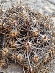 Gypsophila tenuifolia
