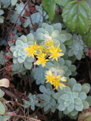 Sedum compressum