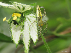 Peucetia rubrolineata