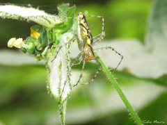 Peucetia rubrolineata