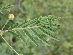 Vachellia nilotica