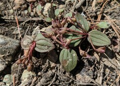 Claytonia obovata