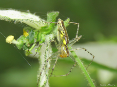 Peucetia rubrolineata