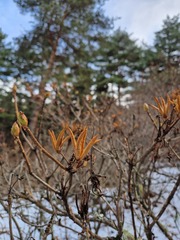 Rhododendron luteum