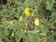 Vachellia nilotica