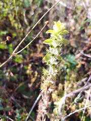 Sideritis montana