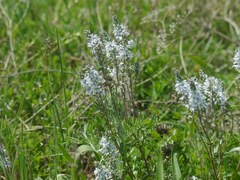 Veronica austriaca