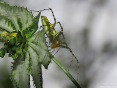 Peucetia rubrolineata