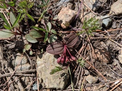 Claytonia obovata