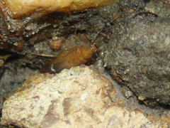 Pseudophyllodromiinae