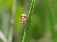 Stagonomus bipunctatus pusillus