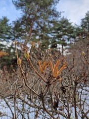 Rhododendron luteum