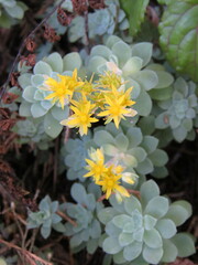 Sedum compressum