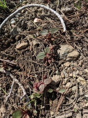 Claytonia obovata