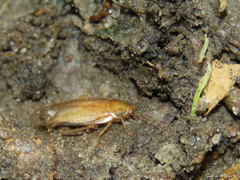 Pseudophyllodromiinae