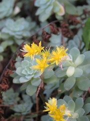 Sedum compressum