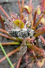 Haematopota