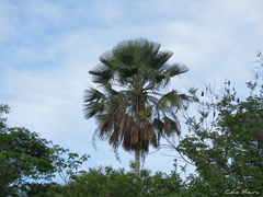 Copernicia prunifera