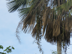 Copernicia prunifera