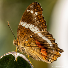 Anartia fatima colima