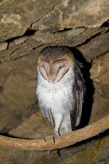 Tyto alba punctatissima