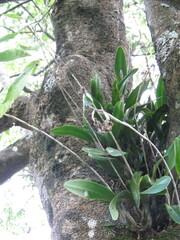 Laelia anceps