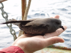 Hydrobates pelagicus