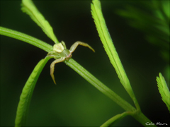 Misumenoides